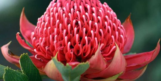 Fiori australiani - Parafarmacia Erbasan